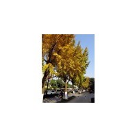 供应国槐 五角枫 刺槐，双季槐，蜀侩，白皮松 油松 华山松