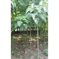 2-3公分楸树处理，3-5公分合欢处理，