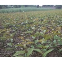 四川樱花苗批发,四川樱花苗价格便宜,四川樱花苗批发基地，最便宜