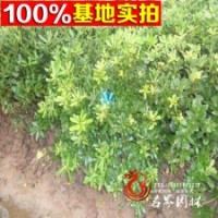 七里香球 低价甩卖 欢迎前来购买