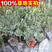 批发【金边黄杨苗】金边黄杨球