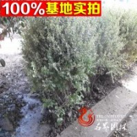 迎姬 银姬小腊 数量大 价格低欢迎前来