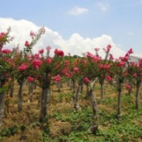 紫薇树最新交易价格