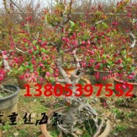 供应冬红果海棠小苗价格、冬红果海棠盆景价格、冬红果海棠种植基