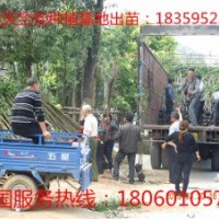 天竺桂小苗 供应天竺桂小苗 天竺桂小苗价格 天竺桂小苗供应 优质