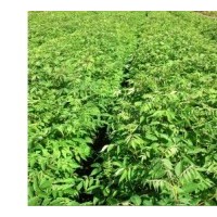 黄菠萝苗、黄波罗树苗、黄菠萝小苗、黄菠萝种子，黄菠萝苗价格