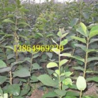 供流苏苗，临沂流苏苗的嫁接技术