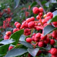 山东泰安花椒苗批发价格