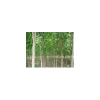 常年供应：紫玉兰，红豆杉，枫香，无患子，杜仲，红叶石楠等等。