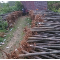 泡桐基地整地，大量供应1-8公分泡桐苗、泡桐种根