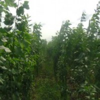 3公分丝绵木小苗特价批发