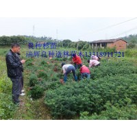 玉林地区供应速生杉苗组培苗 最新的杉苗品种8年就可成材亩产量可