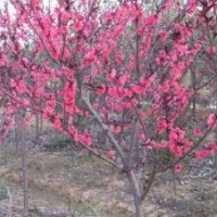 紧急出售3-10公分红叶碧桃（）