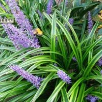 山东泰安麦冬苗批发价格