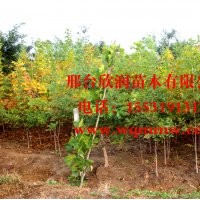河北邢台欣润苗木大量供应白蜡 6公分