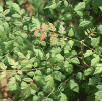 长期大量供应 栾树苗 南栾 北栾 工程苗 绿化苗