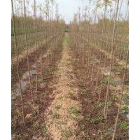 哪儿有卖北栾北栾树北栾苗