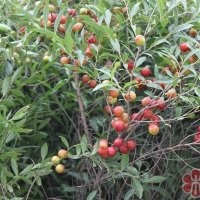 处理文冠果 钙果 八棱海棠 黄栌，连翘