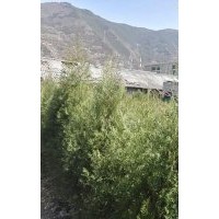 出售岷江柏树小苗，岷江柏苗，价格面议，质量保证