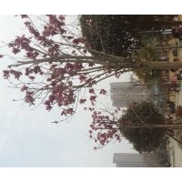 大量供应各规格红黄白紫广玉兰