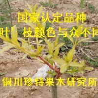 丝绵木新品种；金枝玉叶丝绵木