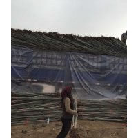 长青苗木合作社