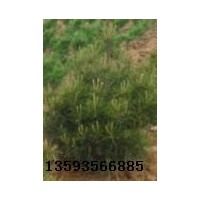 白皮松、白皮松价格、油松、侧柏