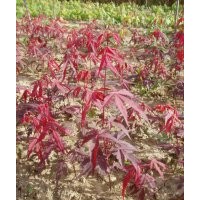 供应日本红枫苗