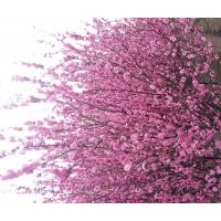 长期出售马连（1000万）金娃娃 大花萱草 各种鸢尾 玉簪 石竹 八