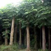 山东国槐低价格批发找荣盛绿园苗木