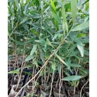 浙江温州相思树树苗批发，高品质台湾相思树幼苗出售销售，种植基