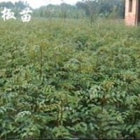 花椒苗【大红袍】莲翘苗