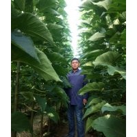 5公分楸树批发，1000亩楸树苗出售