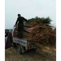 低价供应：速生法桐，法桐苗，法桐扦插