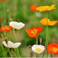 草花、山一草花种植基地、草花行情
