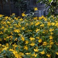 金丝桃，美人蕉，月季，火棘，蚊母，红叶小檗