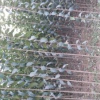 速生杨树苗花椒苗桃树苗泡桐冬青苗大叶女贞低价处理大量供应