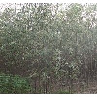 垂柳/速生柳/金丝柳/国槐