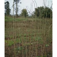 1-2公分银杏苗木供应