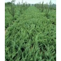 大量出售沙地柏无纺布营养杯都有规格齐全价格便宜上车快有需要的