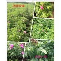 平阴四季玫瑰苗