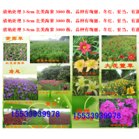 北美海棠、德国鸢尾、白玉簪