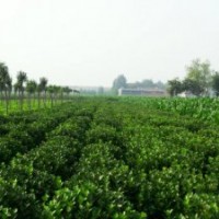 黄杨广玉兰桂花石楠各种小苗万种苗木