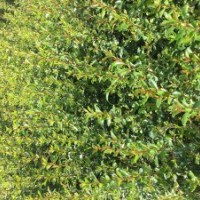 长期供应火棘苗 蔷薇苗迎春柳苗花椒苗