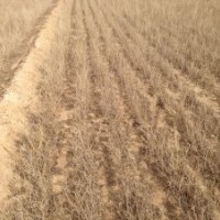 出售花棒苗梭梭苗