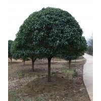 供应：桂花、银杏、香樟、国槐、栾树等苗木