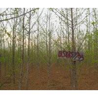 银杏苗壮苗米径3一4.5公分