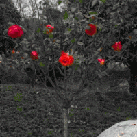 专业种植月季的苗木基地