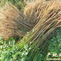 紫穗槐 紫穗槐 量大 价低