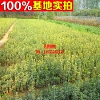 基地直销 金叶黄杨 小苗 大苗